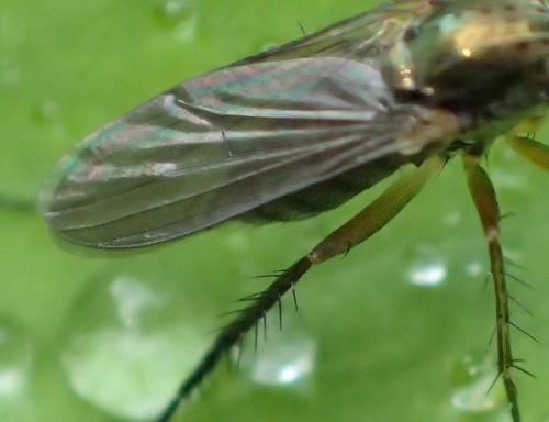 Dolichopus sp.